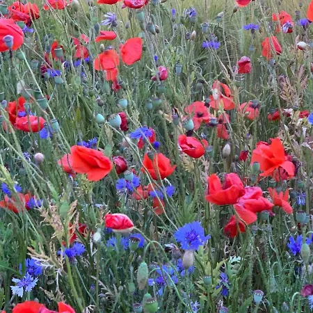 Landhotel Felchow Hotel Felchow