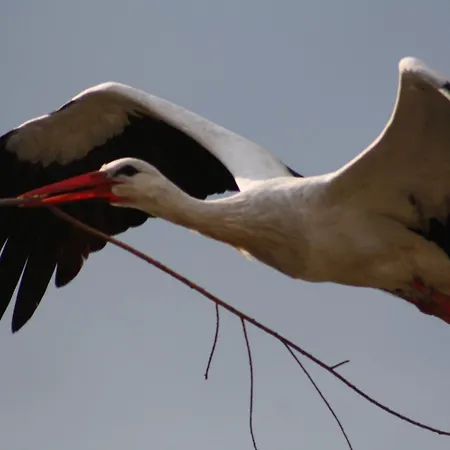 Landhotel Felchow Hotel Felchow