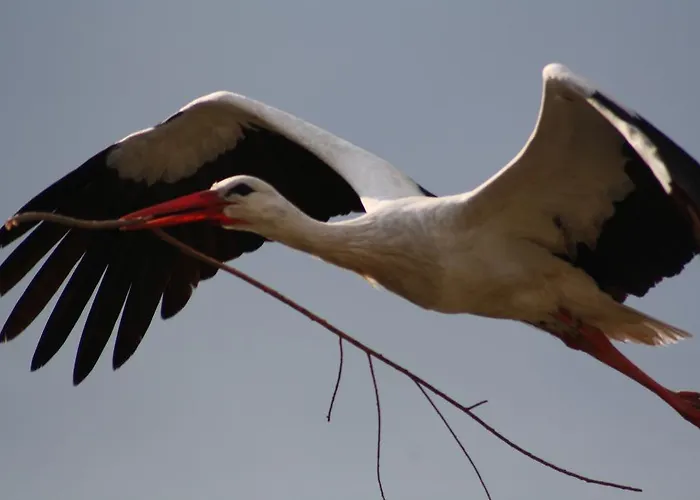 Landhotel Felchow 4* 펠호프