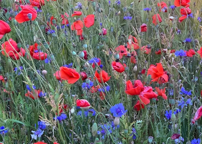 Landhotel Felchow فندق Felchow