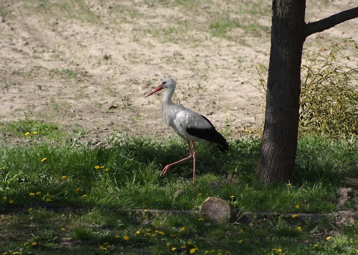 Landhotel Felchow فندق Felchow